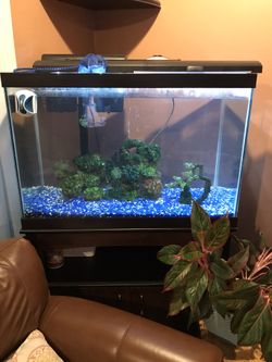 65 Gallon Fish Tank