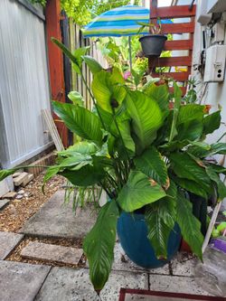 peace plant