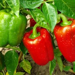 Bell Pepper Plants