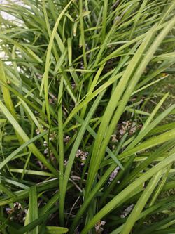 LIRIOPE, Strong Roots,6-8 Per Pot, Purple Blooms