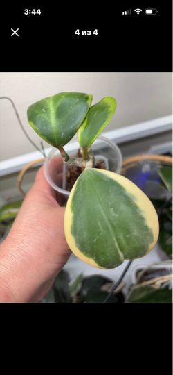 Variegated Hoya Kerrii