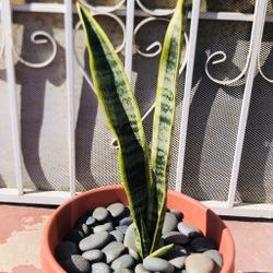 25” Snake Plant - 10” X 10” Pot