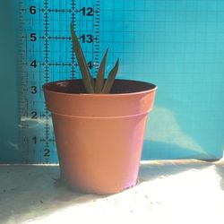 Succulent