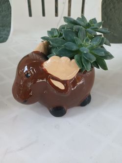 Plant