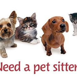 Dog Sitting