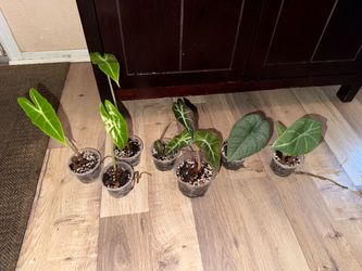 Baby Alocasia Plants – Polly, Longiloba, Mythic & Grey Dragon – $10+