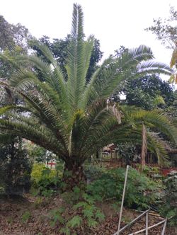 Canary Palm Big Sale! $1200🌴