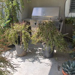 A Elephant Bush
