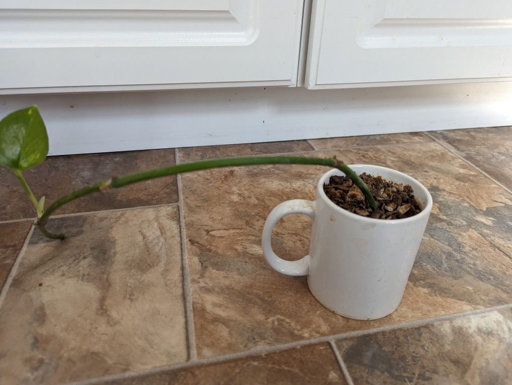 House Plants