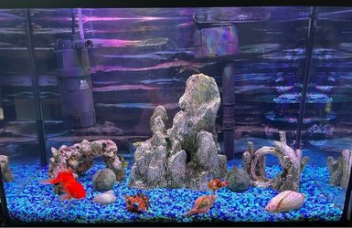 20 gallon Aquarium setup