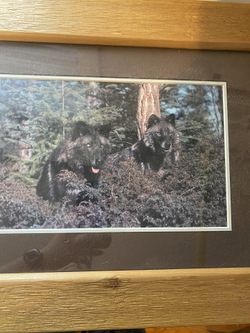 Two wolf photographs Framed In Solid Wood Frames