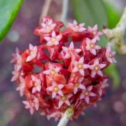 Hoya   Nathalie With Arch And Ceramic Pot