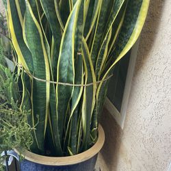 MAJESTIC SNAKE Plant/SANSEVIERIA Natural plant 
