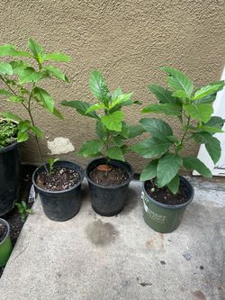 Planta de muicle