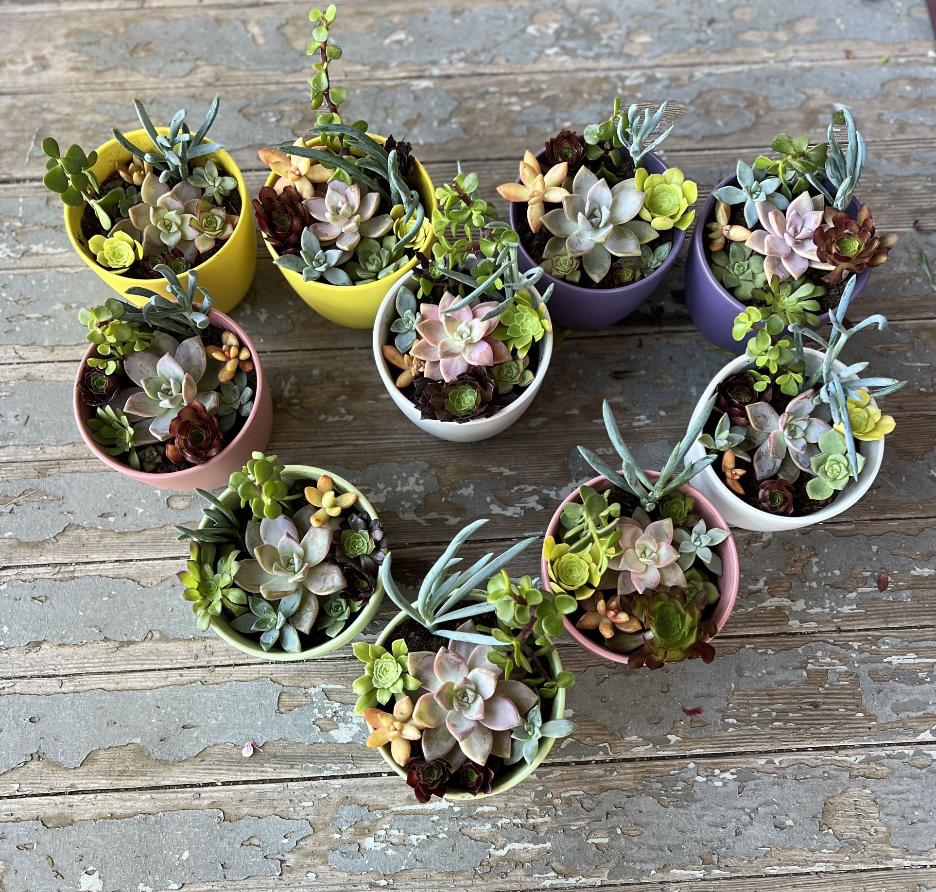 Succulent In Pots