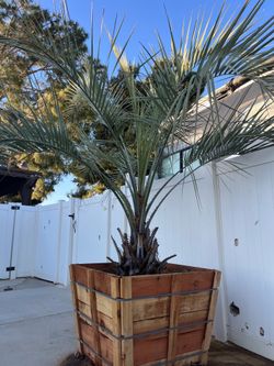 Beautiful pindo palm tree