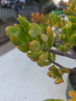 Ogre Ears succulent "Bonsai "