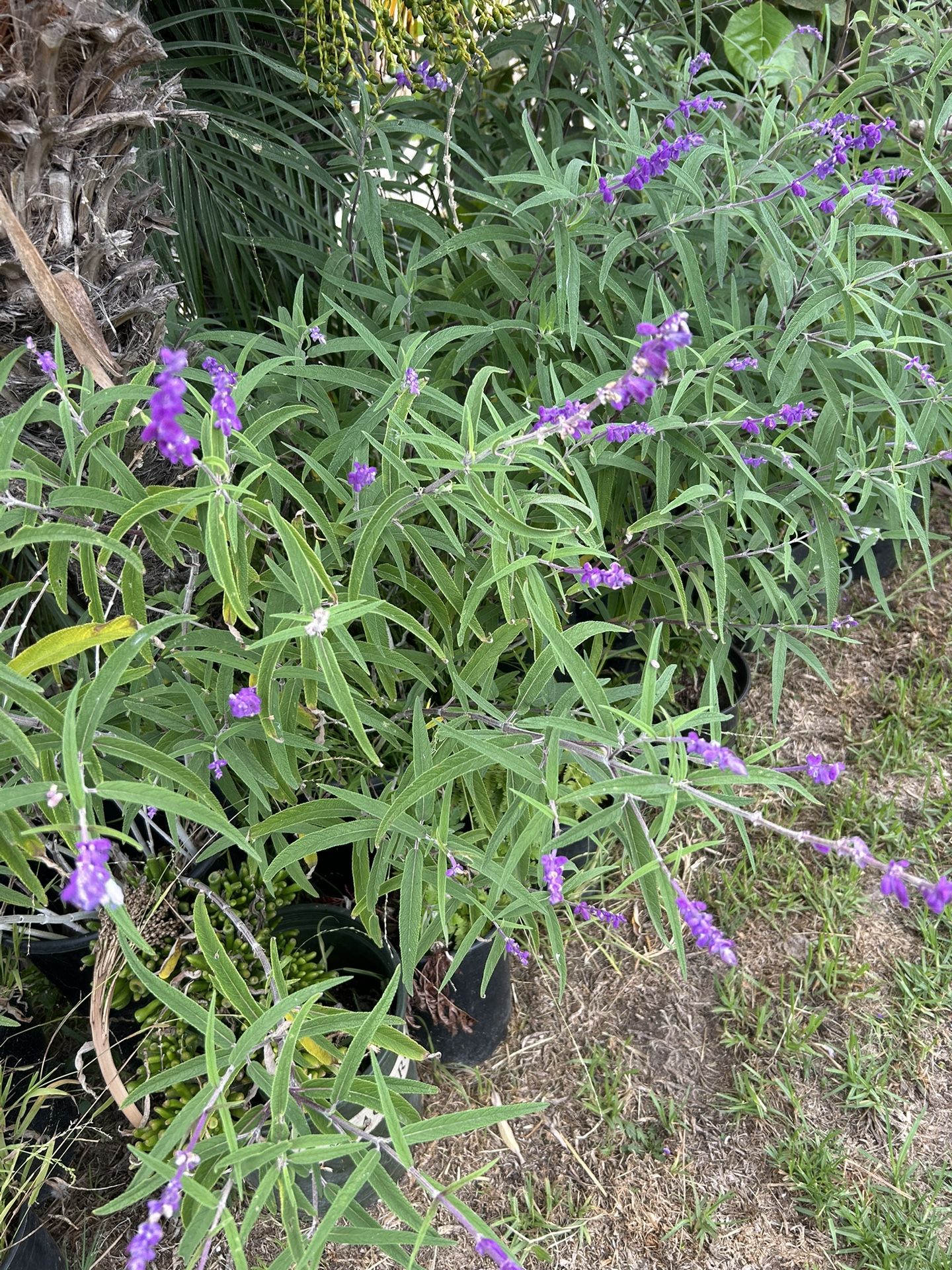 Mexica Sage-Salvia Plant 🪴