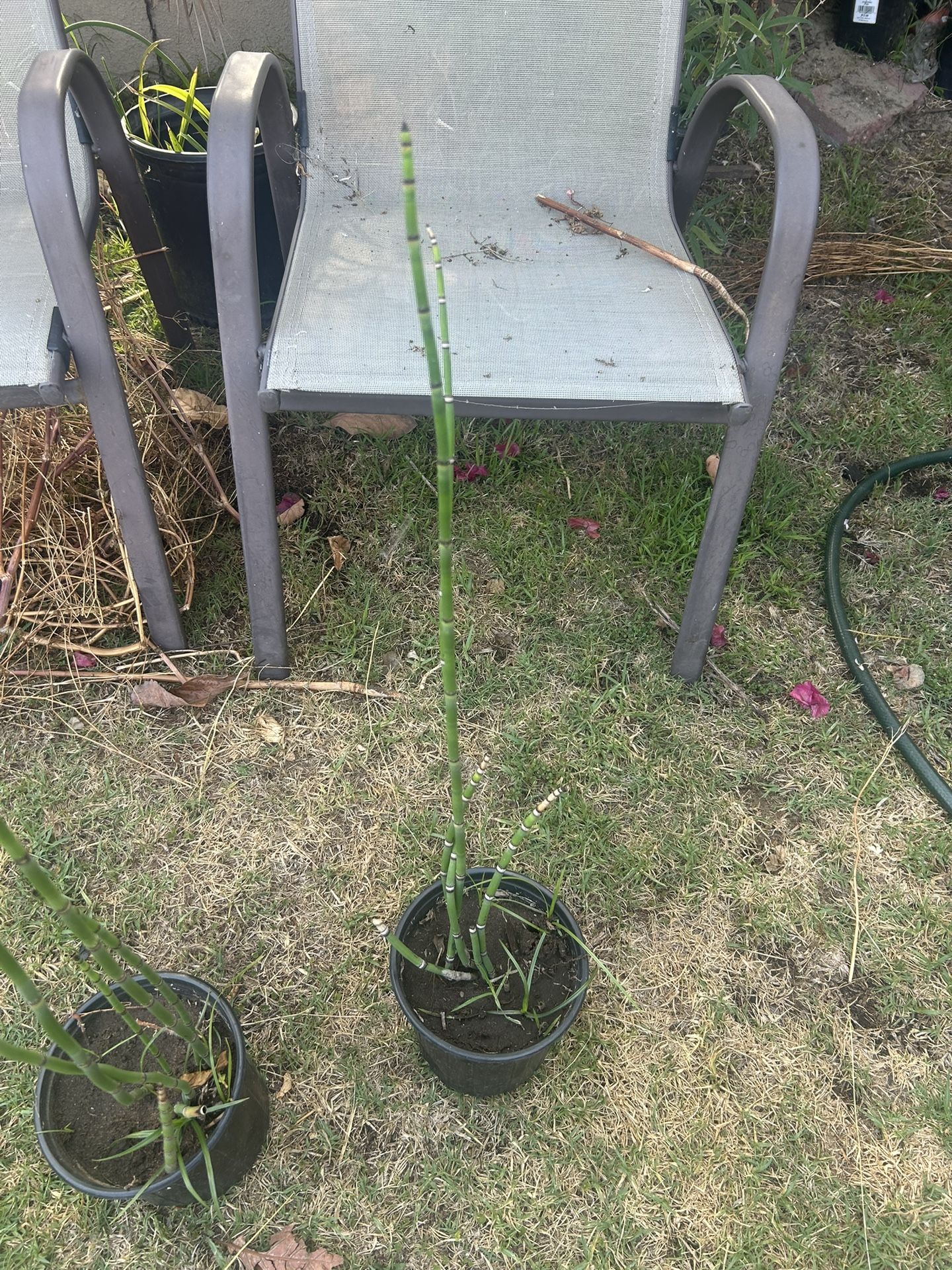 Horsetail-cola De Caballo Plant 🪴