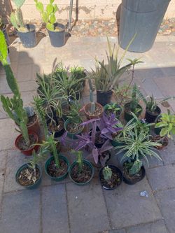 Cactus, Plants, Plus