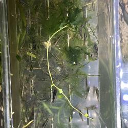 Aquarium Shrimp Fish Tank Plant