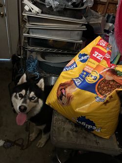 Dog food