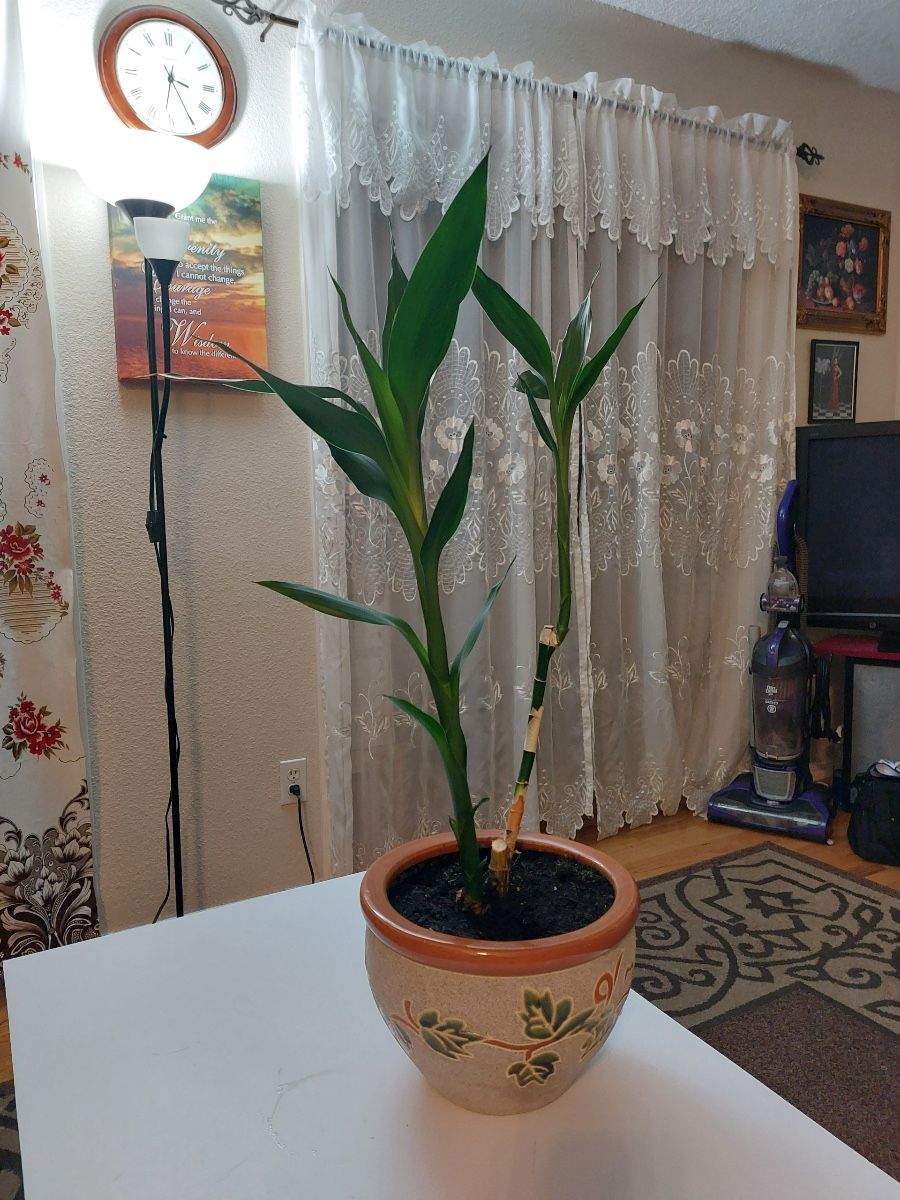 Live Bamboo Plant