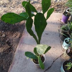 Plants Camptus Echa Una Flor Anarilla