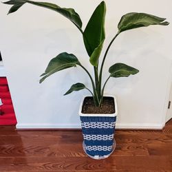 Indoor Plant- 4ft tall Bird of Paradise in Coastal Styled Pot
