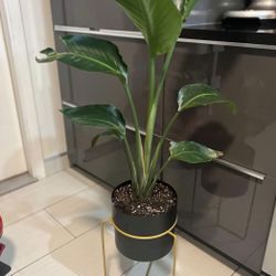 Houseplant Bird Of Paradise In Modern Pot