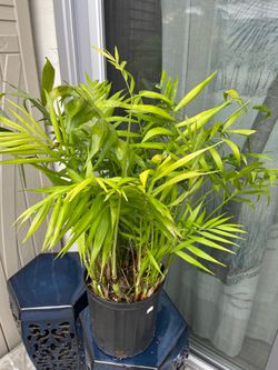 Palm plant (Parlor Palm?)