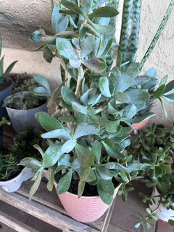 Succulent plant