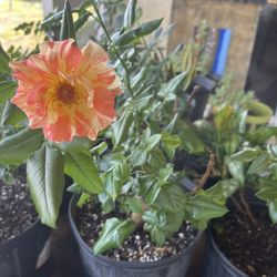 Rosas 🌹 Diferentes Colores 