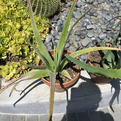 Large Rooted Aloe Plant In Terra Cotta Pot