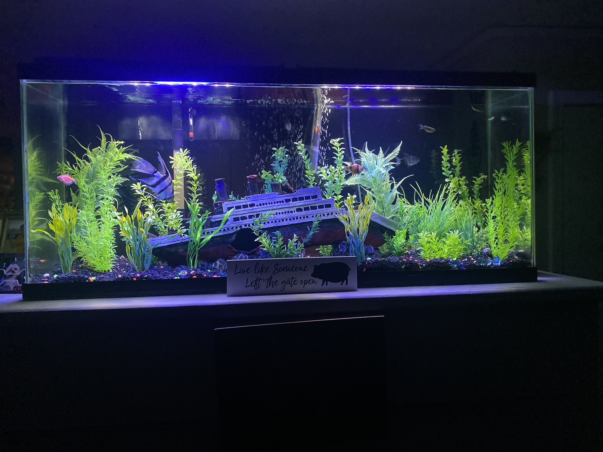 55 Gallon Tank