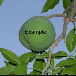 Árbol de Zapote Blanco 