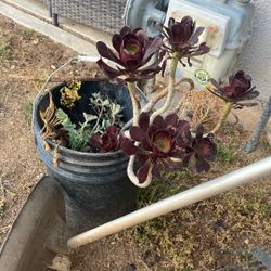 Succulent 