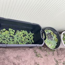 Dwarf water, lettuce