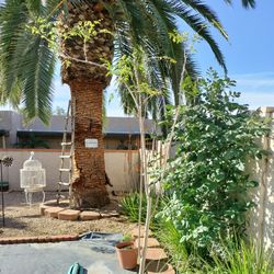 12 Ft Tall Moringa Tree, From Seed. 