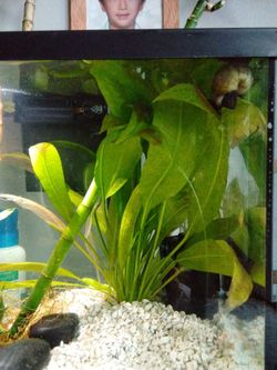 Amazon sword, healthy. Aquatic plant.