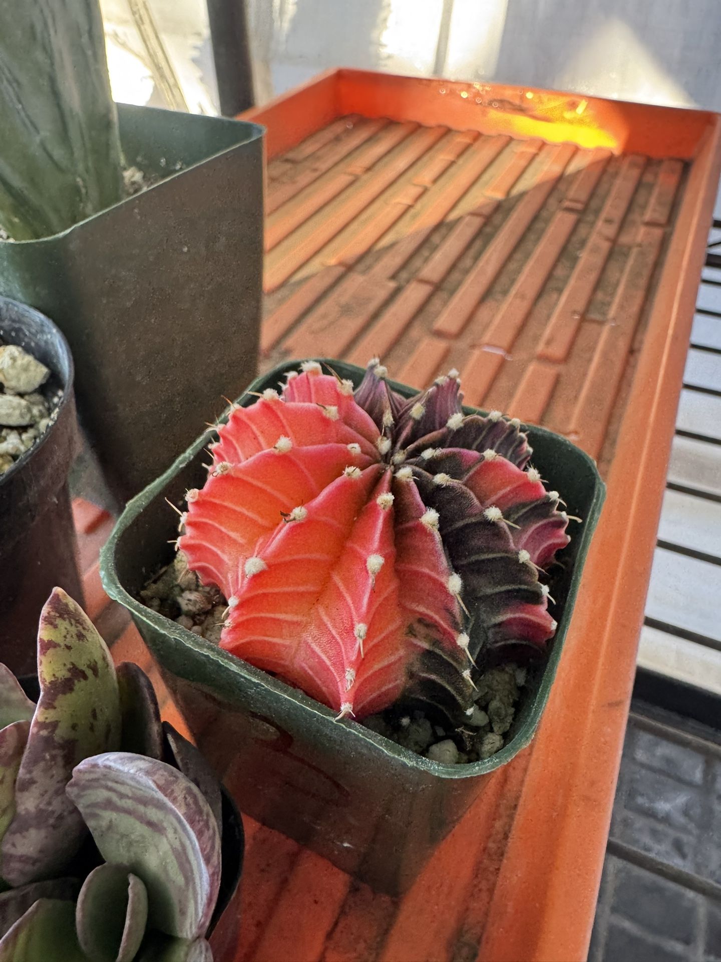 Variegated gymno Cactus | Rare Cactus Plant | 4” Pot | Home And Garden