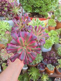 Aeonium Is Not Cluster