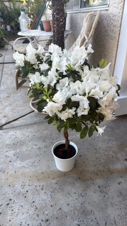 Azalea tree white