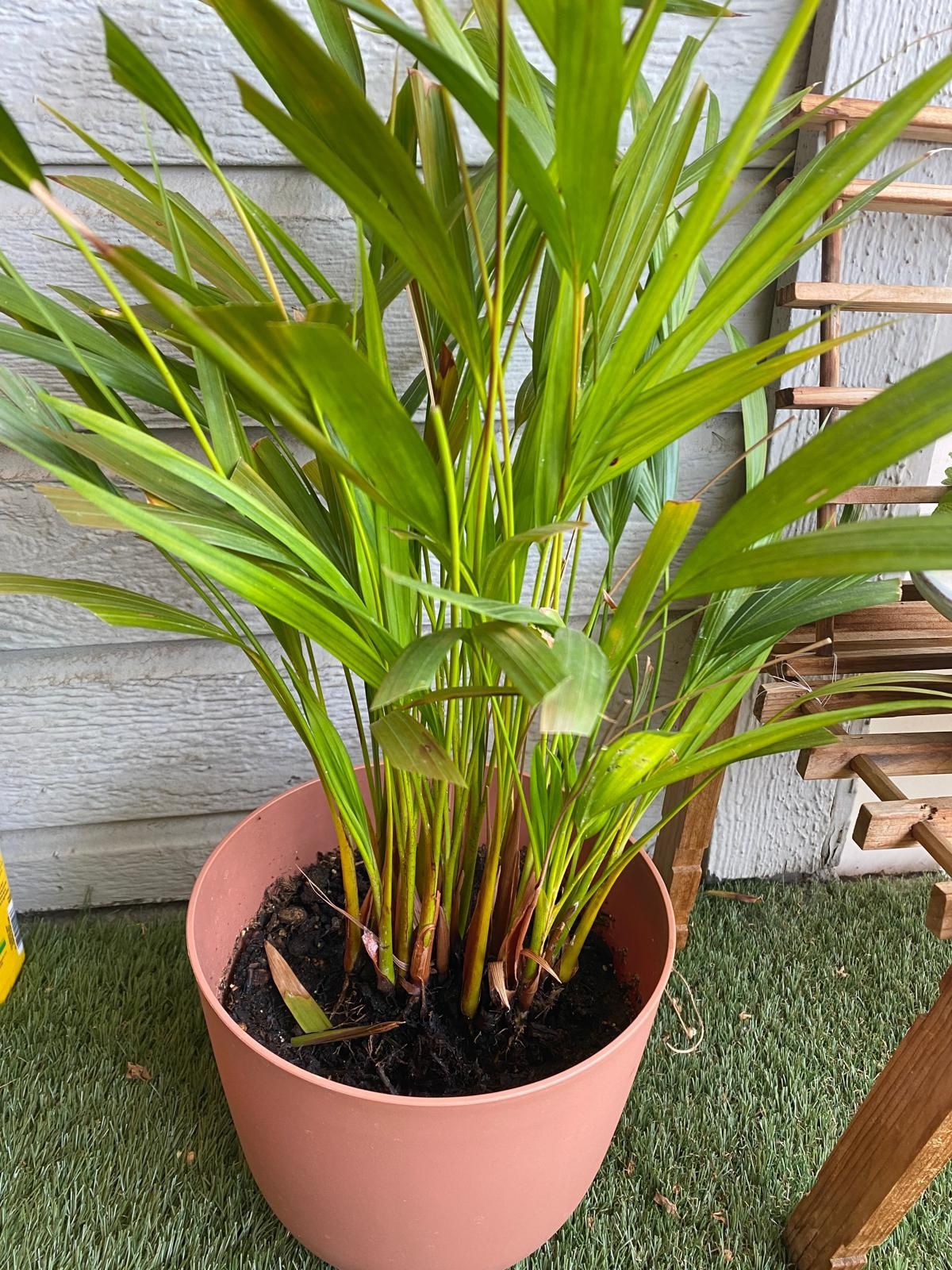 Indoor / Outdoor Plant