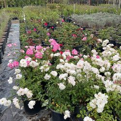 I’m Selling Roses In Different Colors