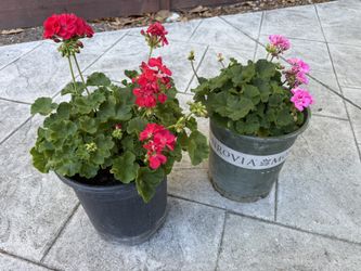 Potted blossom geranium plants