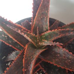 Christmas Carol Aloe Plant