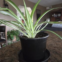 Spider Plants