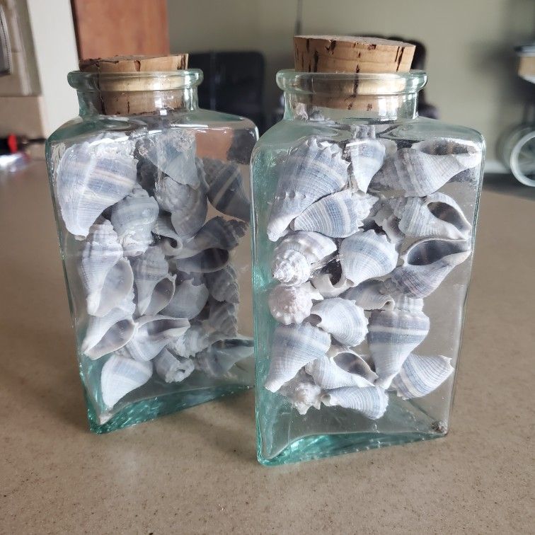 Shells In Jars. Deltona