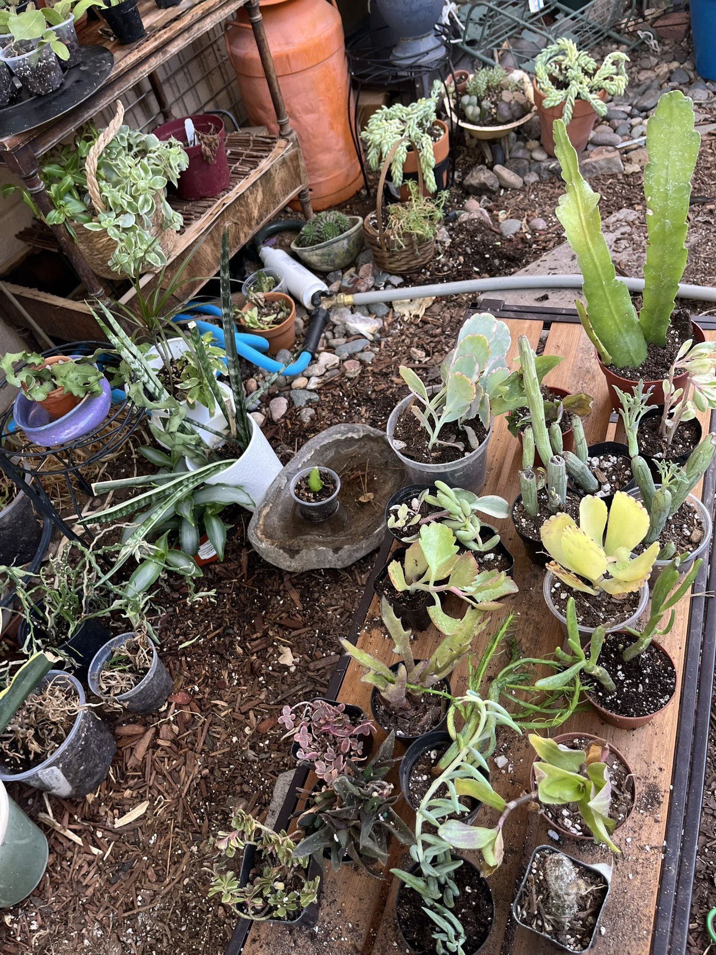Rare Succulent And Cactus Sale